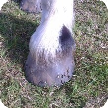 Cracked Hoof